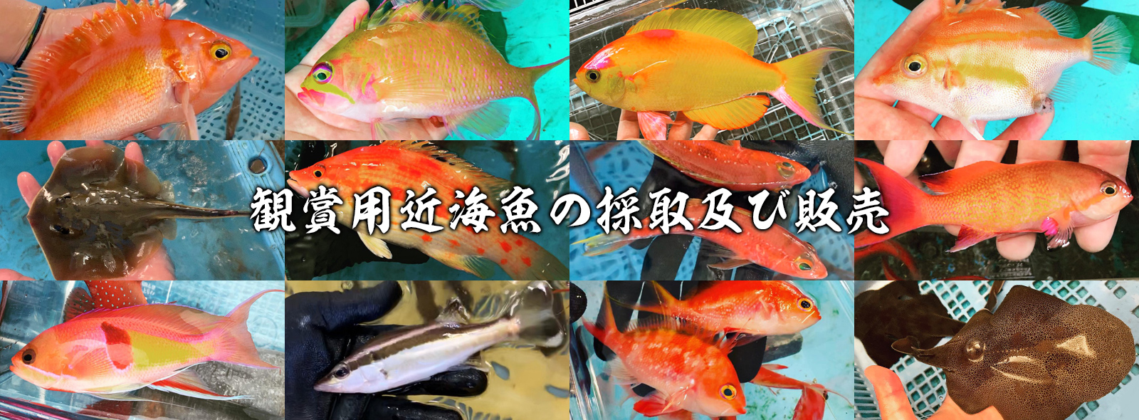 観賞用近海魚の採取及び販売
